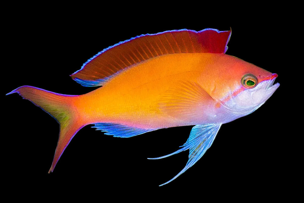 Dispar Anthias Male