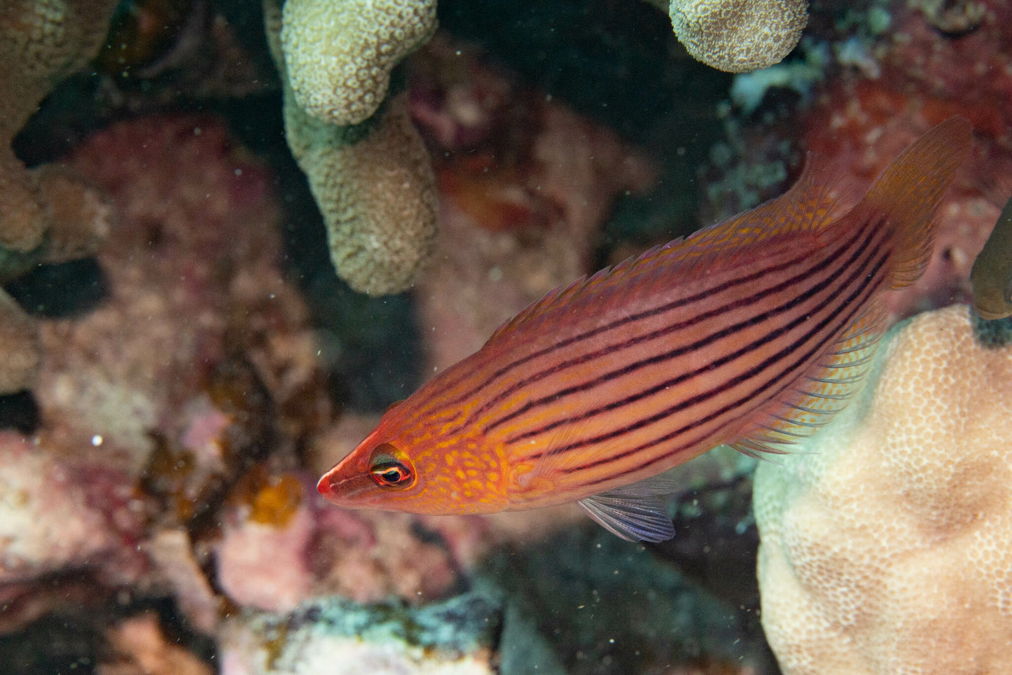 Eightline Wrasse