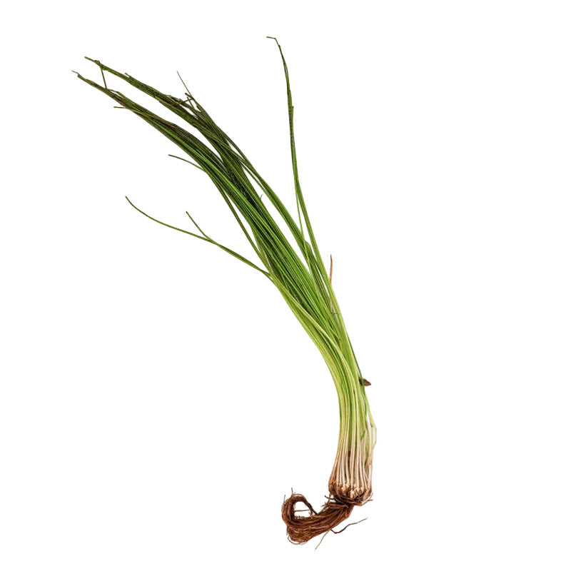 Octopus Plant (Isoetes lacustris) Afishionados