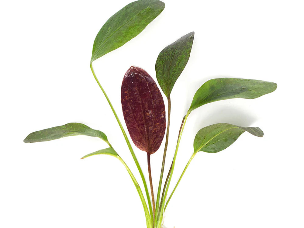 Red Flame Sword (Echinodorus schlueteri x E. barthii hybrid)