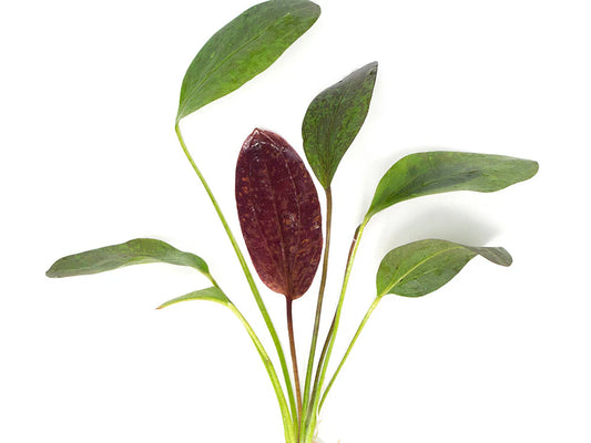 Red Flame Sword (Echinodorus schlueteri x E. barthii hybrid)