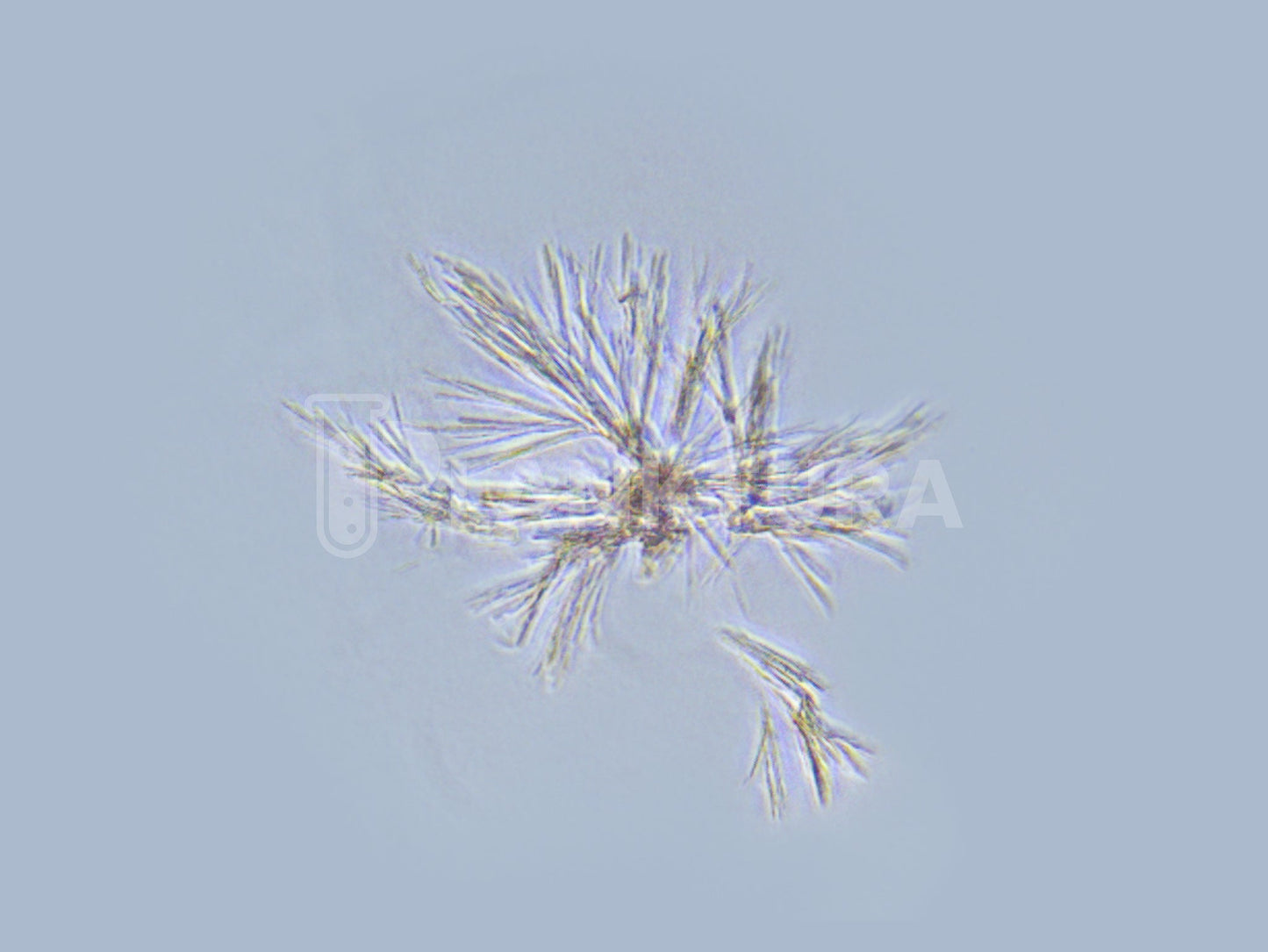 Palustris Live Bacteria - Bacto Fuel