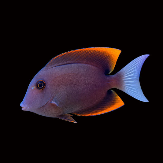 Bristletooth Tomini Tang Concrete Blonde Aquatics