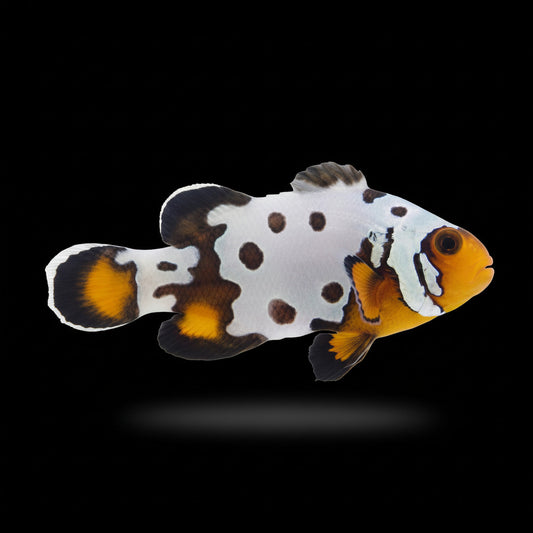 Captive Bred Extreme Bullethole Ocellaris