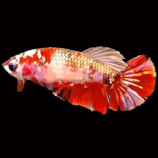 Halfmoon red copper alien Betta Female Afishionados