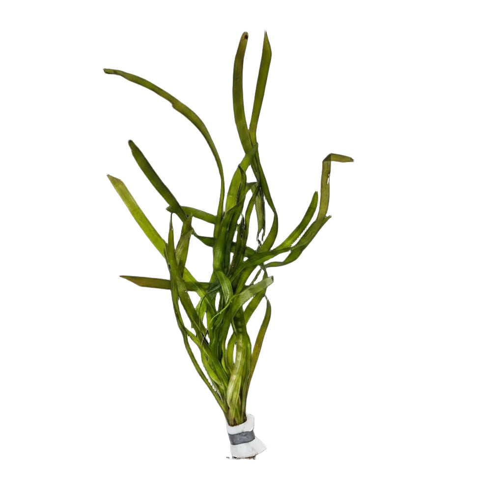Italian Val (Vallisneria spiralis) - bunch