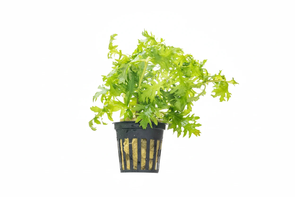 Water Wisteria (Hygrophila Difformis)
