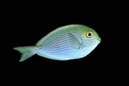 Mata Surgeonfish tang Sm/Md