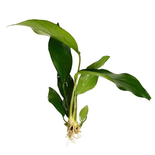 Anubias Hastifolia (Anubias hastifolia)