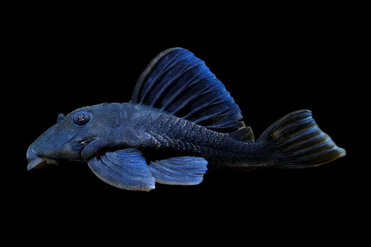 L239 Blue Panaque Pleco (Baryancistrus beggini) 2.5"