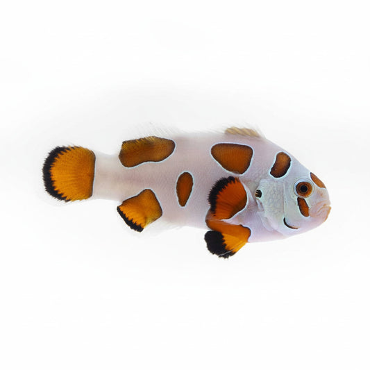 Captive Bred Orange Storm Clownfish Concrete Blonde Aquatics