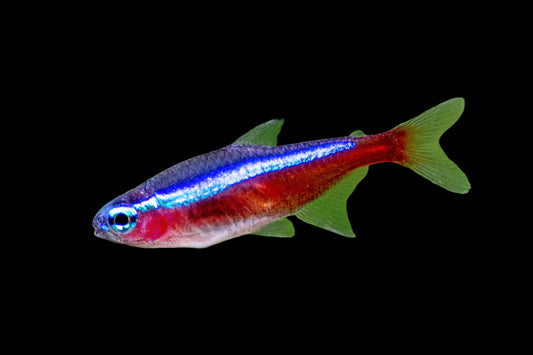 Cardinal Tetra