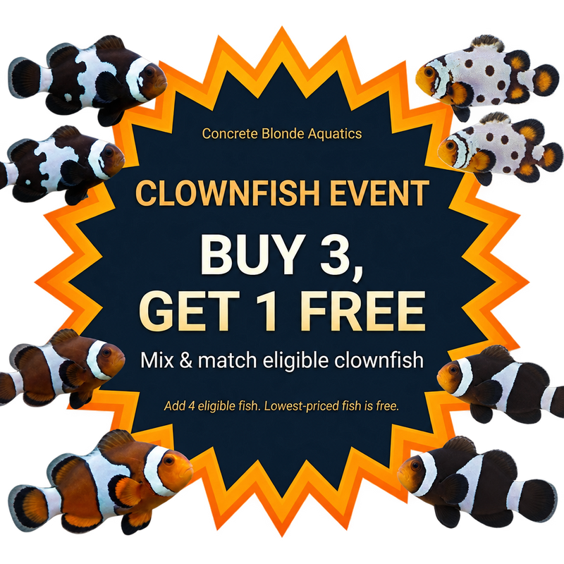 Clownfish sale graphic with revised right-side fish