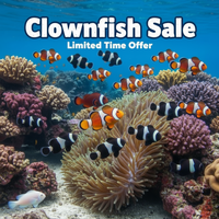 Clownfish Sale Limited Time Offer Banner