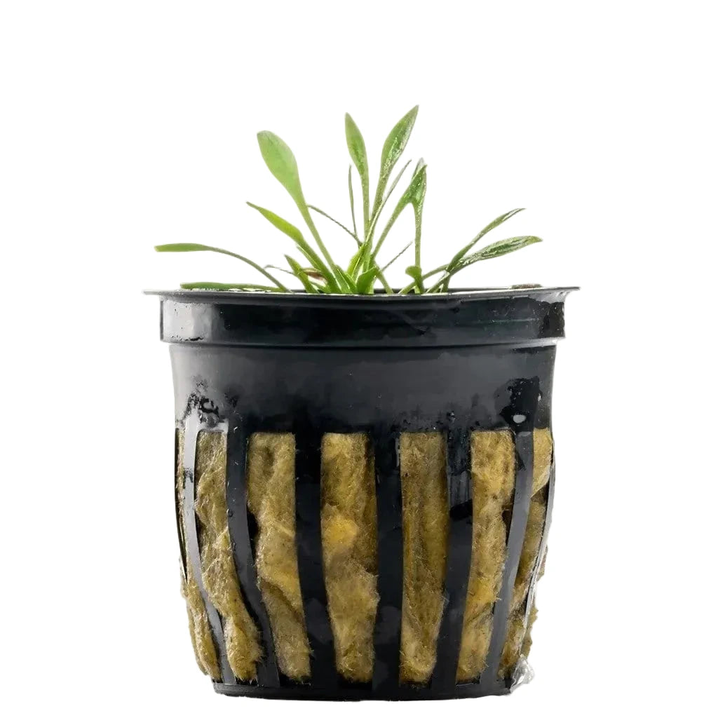 Cryptocoryne parva
