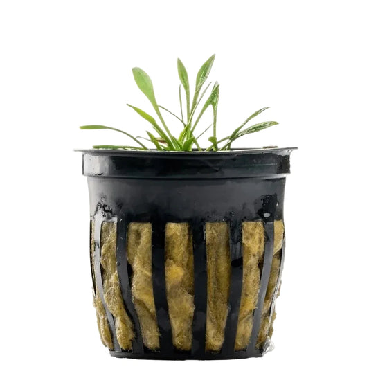 Cryptocoryne parva