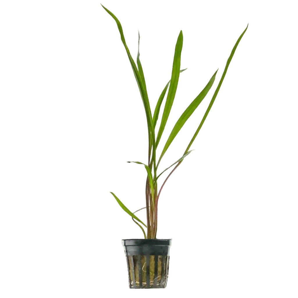 Cryptocoryne wendtii "Spiralis"