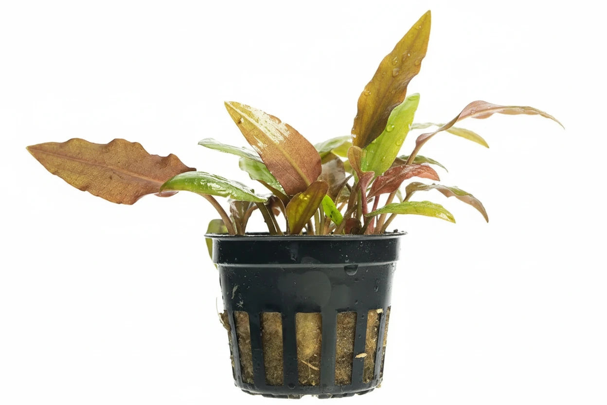Cryptocoryne wendtii "red"