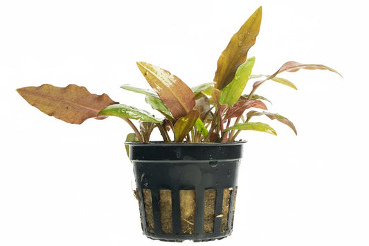 Cryptocoryne wendtii "red"
