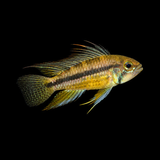 Apistogramma Cacatoo - Apistogramma cacatuoides "Rio Itaya" Concrete Blonde Aquatics