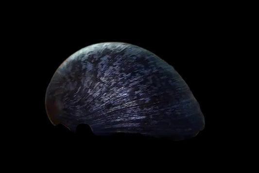 Dusky Nerite snail