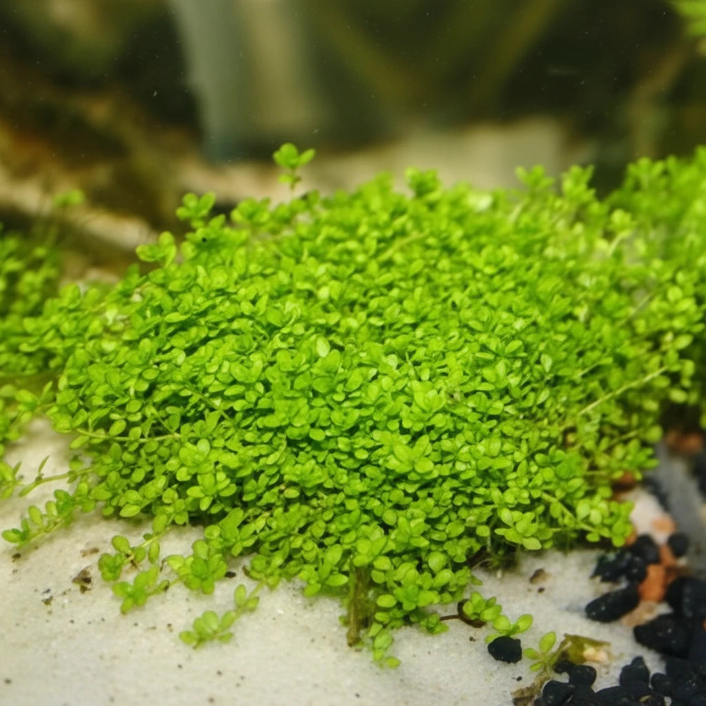 Dwarf baby tears on mat (Hemianthus callitrichoides)