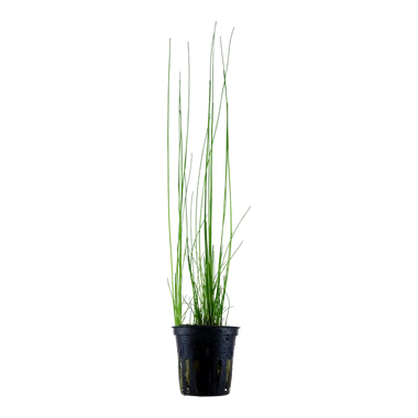 Giant hair grass (Eleocharis montevidensis)