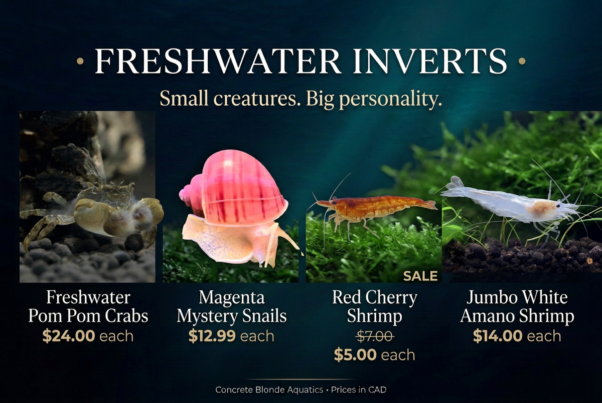 Freshwater invert banner with catalog imagery and sale pricing