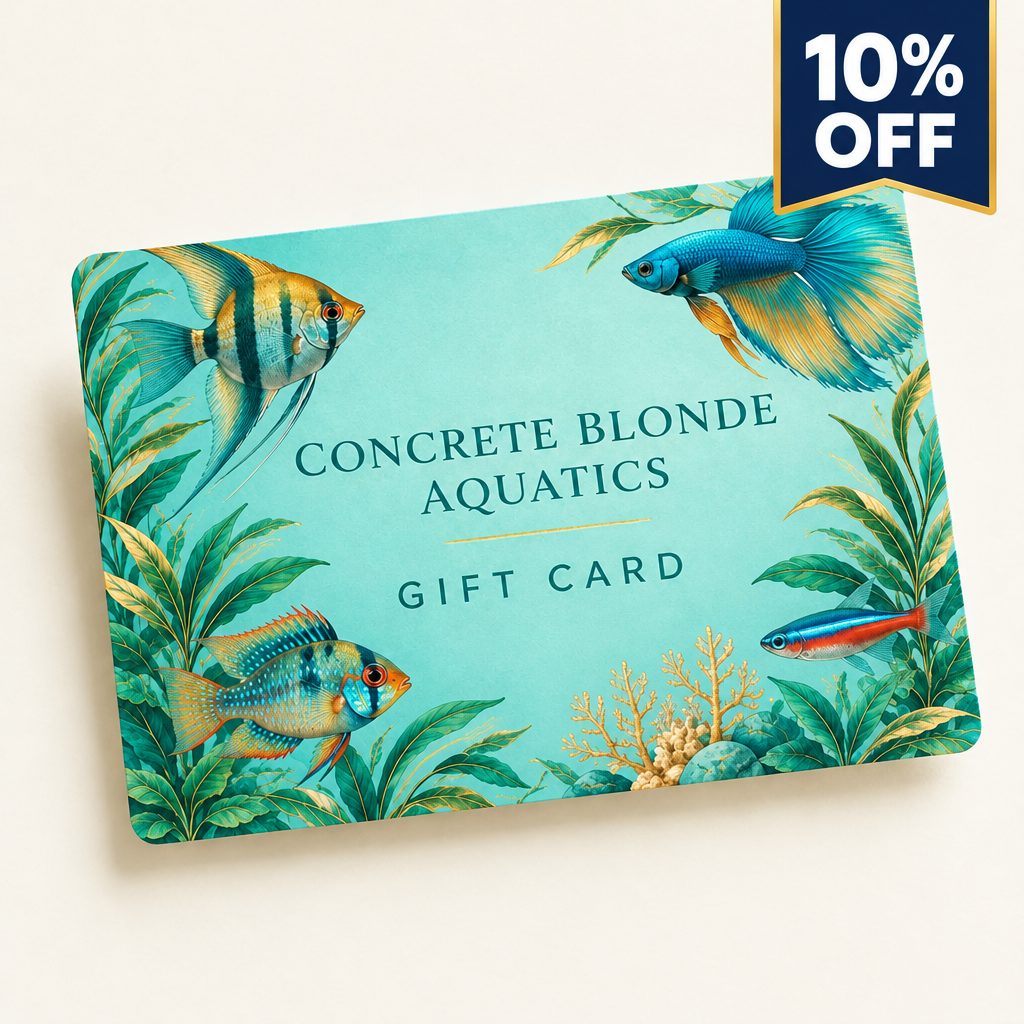 Gift Card Concrete Blonde Aquatics