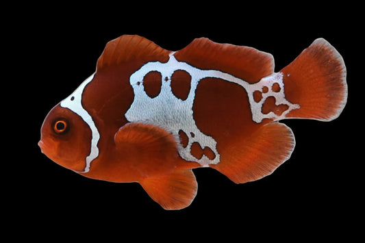 Captive Bred Lightning Maroon Clownfish