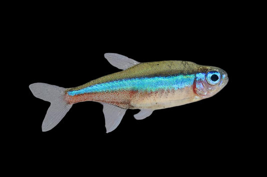 Green Neon Tetra