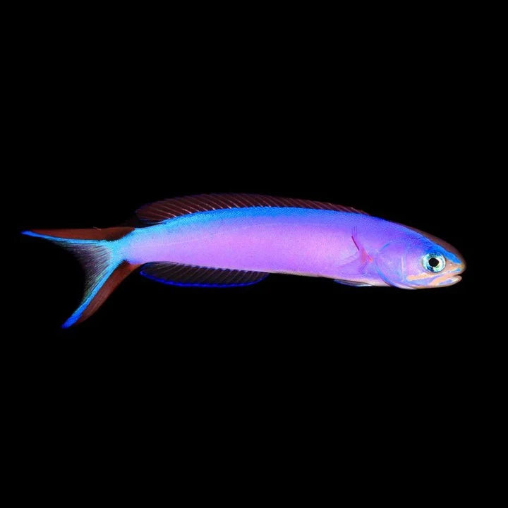 Purple Tilefish Lg