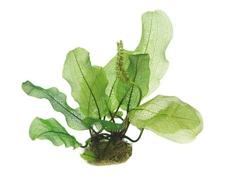 Aponogeton madagascariensis loose bulb Afishionados