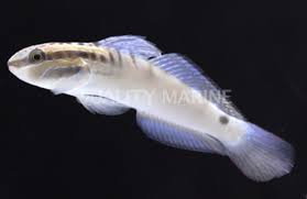 Byno Sand Sifting Sleeper Goby