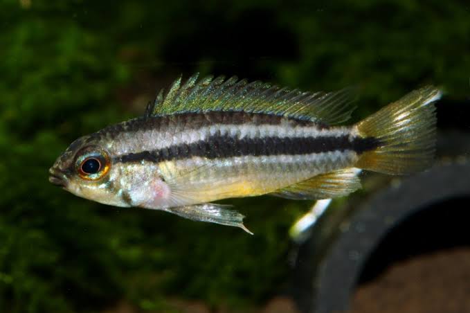 Agassizi Dwarf Cichlid - Apistogramma agassizii "Rio Nanay" Concrete Blonde Aquatics