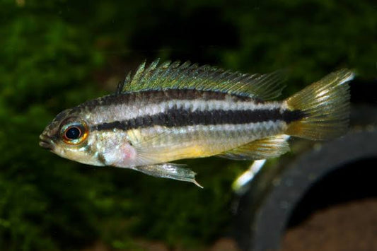 Agassizi Dwarf Cichlid - Apistogramma agassizii "Rio Nanay" Concrete Blonde Aquatics
