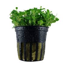 Glossostigma elatinoides