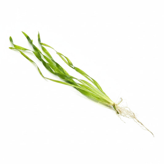 Contortion Val (Vallisneria Contortionist) bunch Afishionados