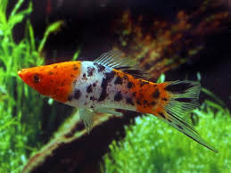 Swordtail - Tricolour