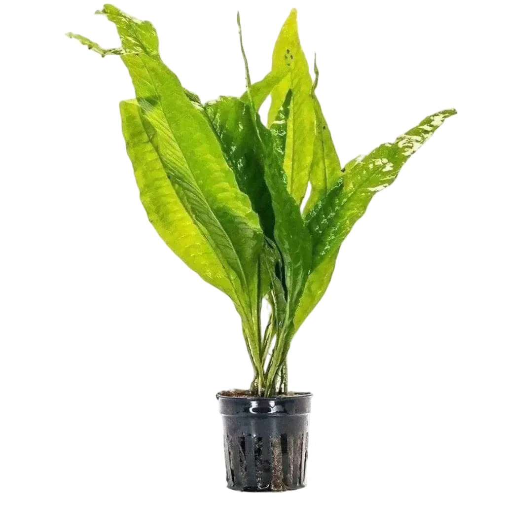 Java fern (Microsorum pteropus)