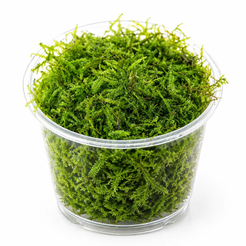 Taxiphyllum barbieri 'Java moss' portion cup Afishionados