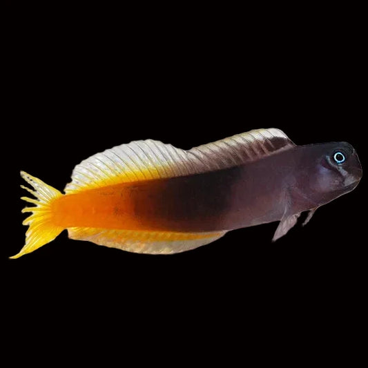 Bi-Colour Blenny Concrete Blonde Aquatics