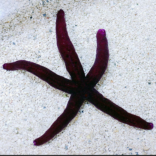 Burgundy Linckia Starfish
