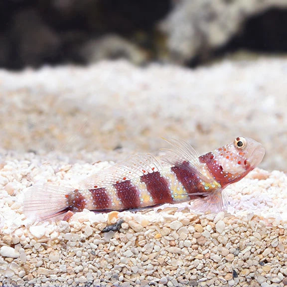Wheeler's Watchamn Goby -  Amblyeleotris wheeleri Concrete Blonde Aquatics