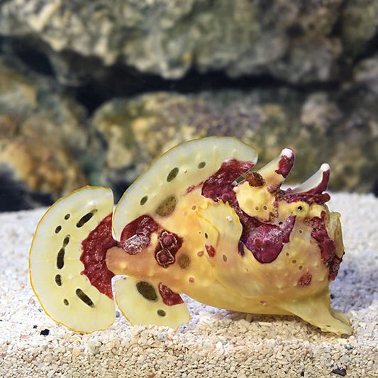 Wartskin Angler - Antennarius maculatus 3-4" Concrete Blonde Aquatics