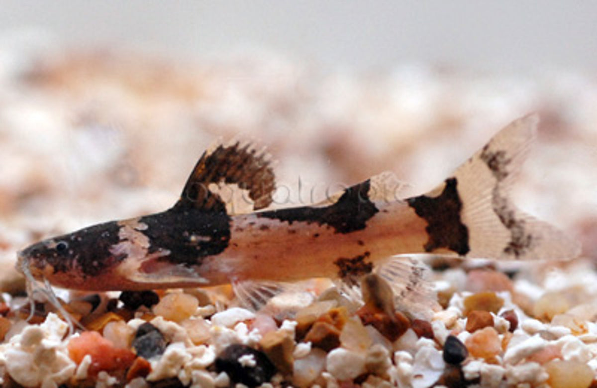 South American Bumblebee Catfish (Microglanis iheringi) – Concrete ...