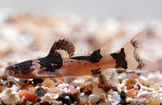 South American Bumblebee Catfish (Microglanis iheringi)