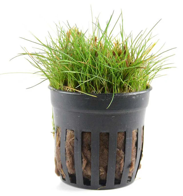 Mini dwarf hair grass (Eleocharis pusilla ‘Mini’)