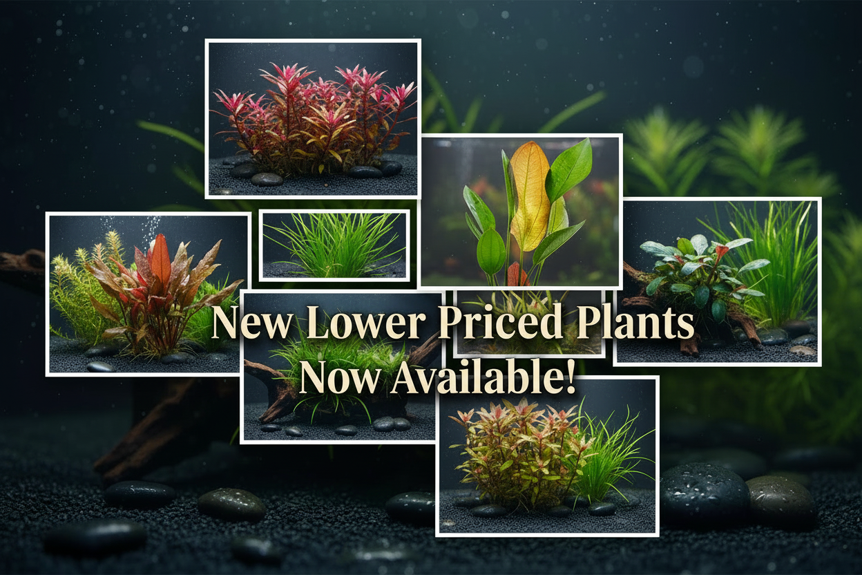 New Lower Priced Plants Banner