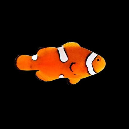 Captive Bred True Percula Misbar Clownfish